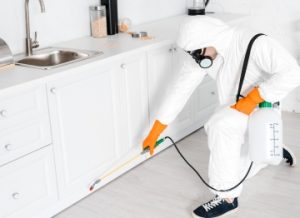 مكافحة الحشرات في المطاعم والكافيهات | الشركة الألمانية لمكافحة الحشرات