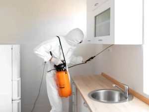 شركة مكافحة حشرات في الشروق لمكافحة الصراصير وبق الفراش والفئران والنمل باستخدام مبيدات آمنة وتقنيات حديثة لضمان إبادة كامله