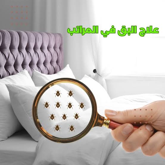علاج البق فى المراتب
