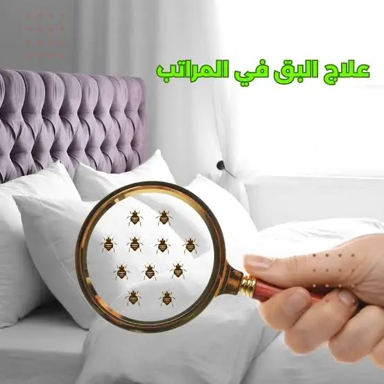 علاج البق فى المراتب